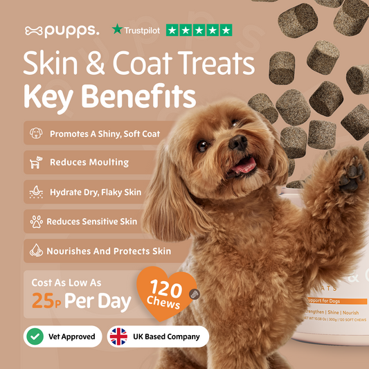 Dog with 'puppps' skin and coat treats packaging, highlighting key benefits and cost.