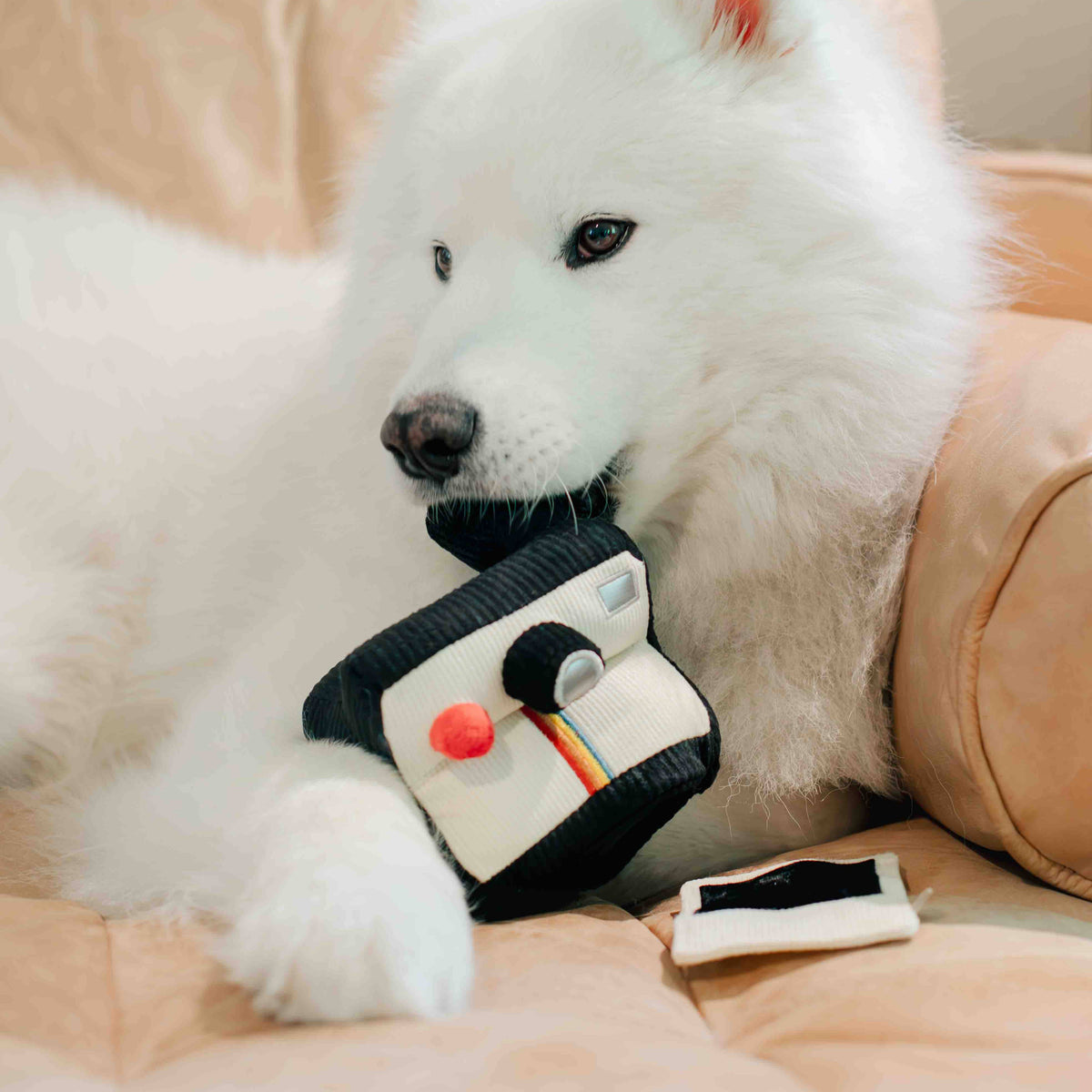 White dog playing with a plush toy resembling a camera on a beige couch.