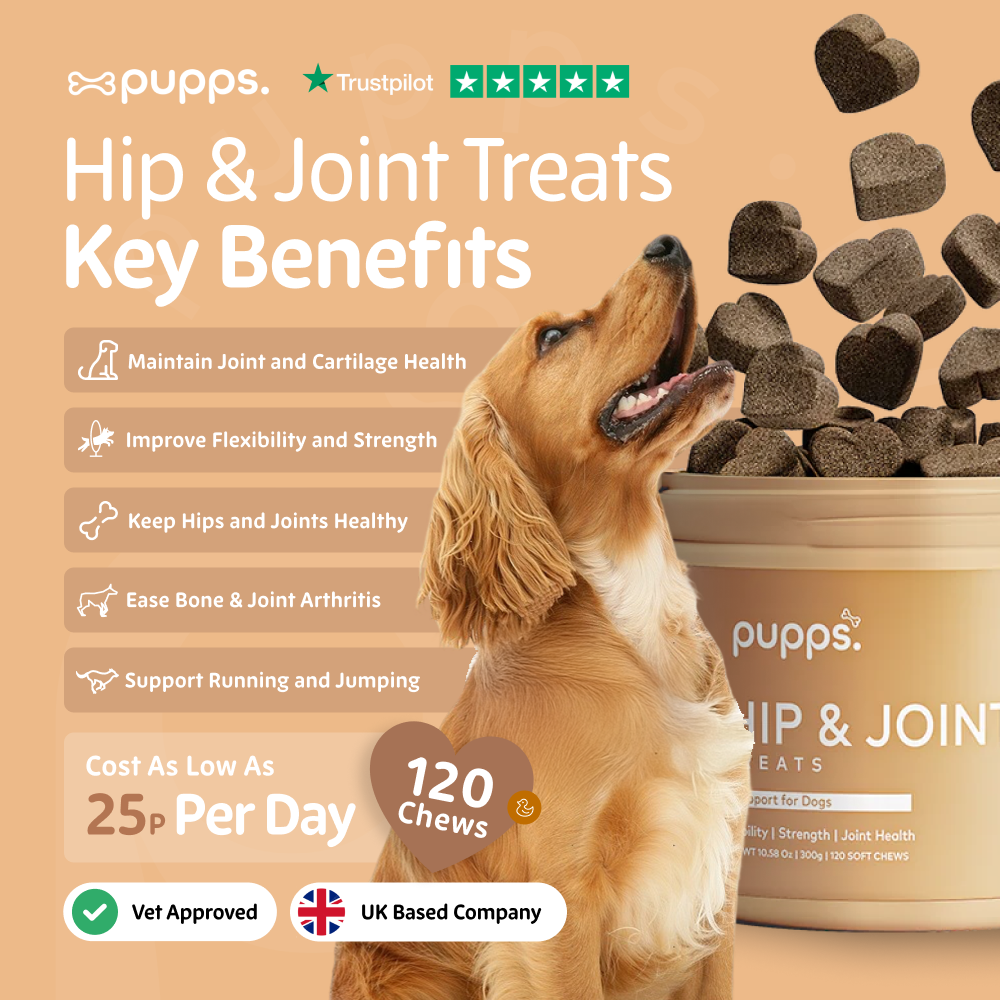 Dog looking at a container of Pupps Hip & Joint Treats with key benefits listed on a beige background.