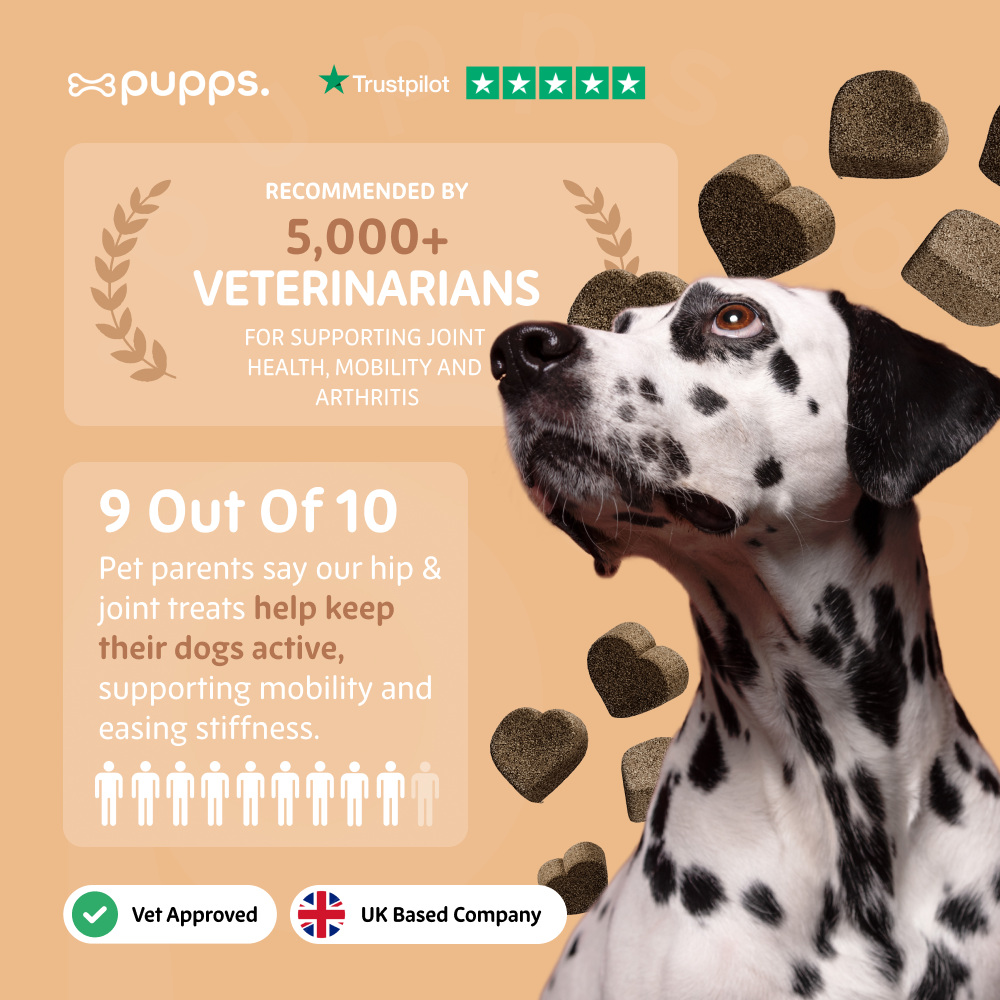 Dalmatian dog with text about Pupps hip and joint treats on a beige background