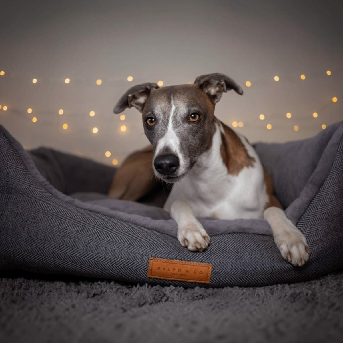 A brown and white dog lies in a gray herringbone pet bed with a visible Ralph & Co label, set against a softly blurred background with warm string lights.