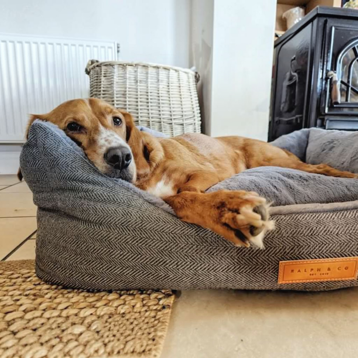 A brown and white dog lies relaxed inside a gray herringbone-patterned dog bed with a visible Ralph & Co brand patch, set on a woven rug in a home interior.