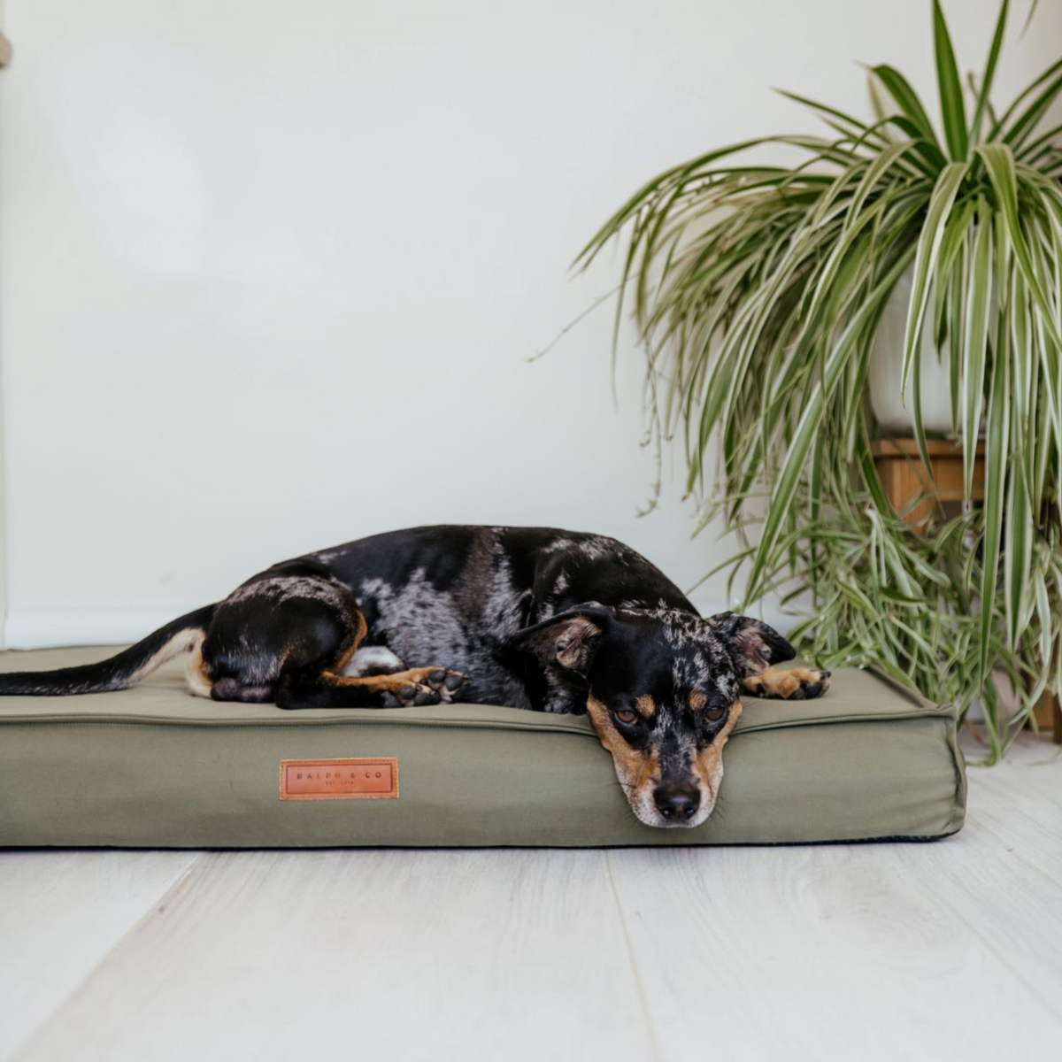 A black and tan dog lies resting on an olive green rectangular dog bed with a small tan brand patch, set against a white wall with a potted spider plant in the background.