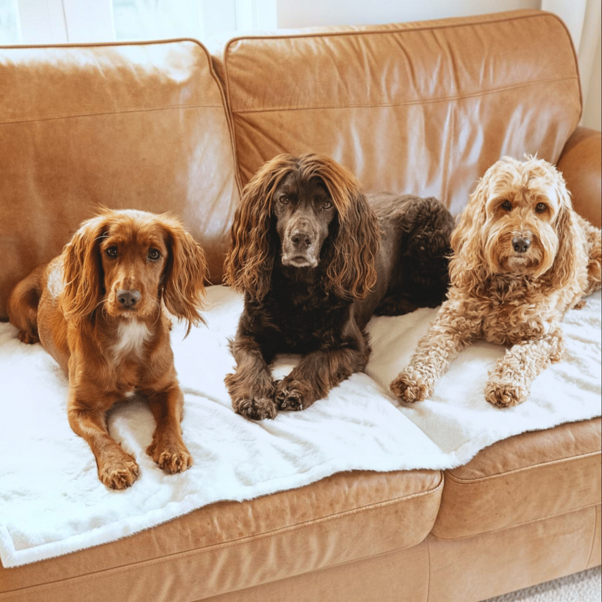 Three dogs lying on a tan leather couch on a white blanket. The dog on the left is golden brown with long floppy ears, the middle dog is dark brown with long wavy fur, and the dog on the right is a light cream-colored curly-haired dog.