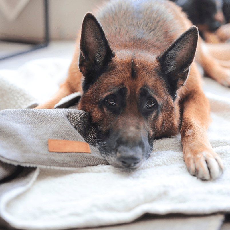 German Shepherd lying on a blanket with a patch on a couch