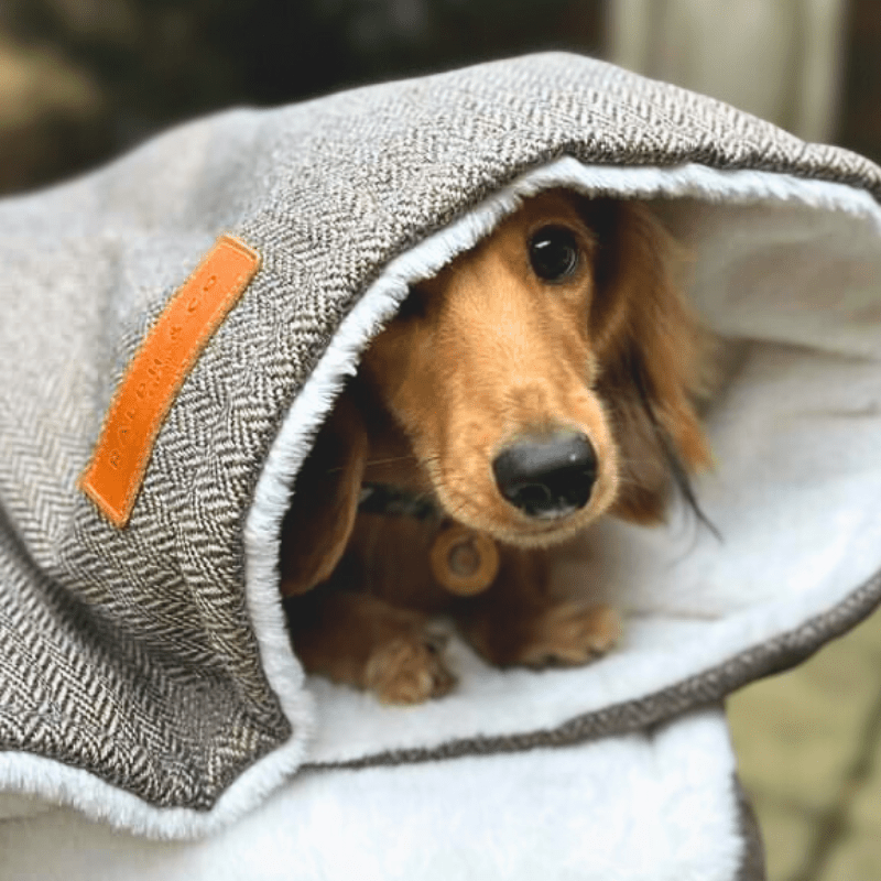 Small dog peeking out from a gray pet bed with an orange tag.