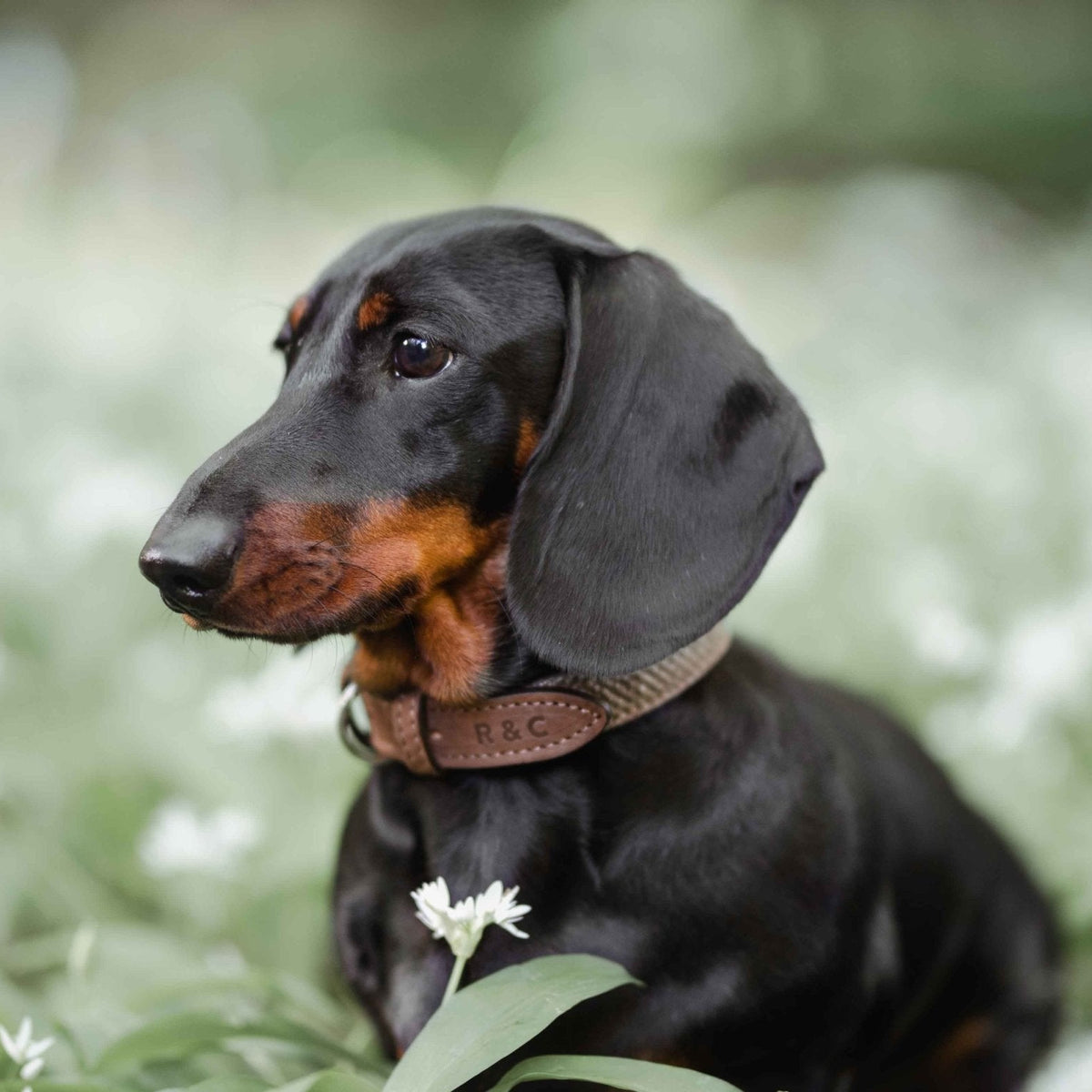 Black and brown dachshund sitting among white flowers with a blurred green background