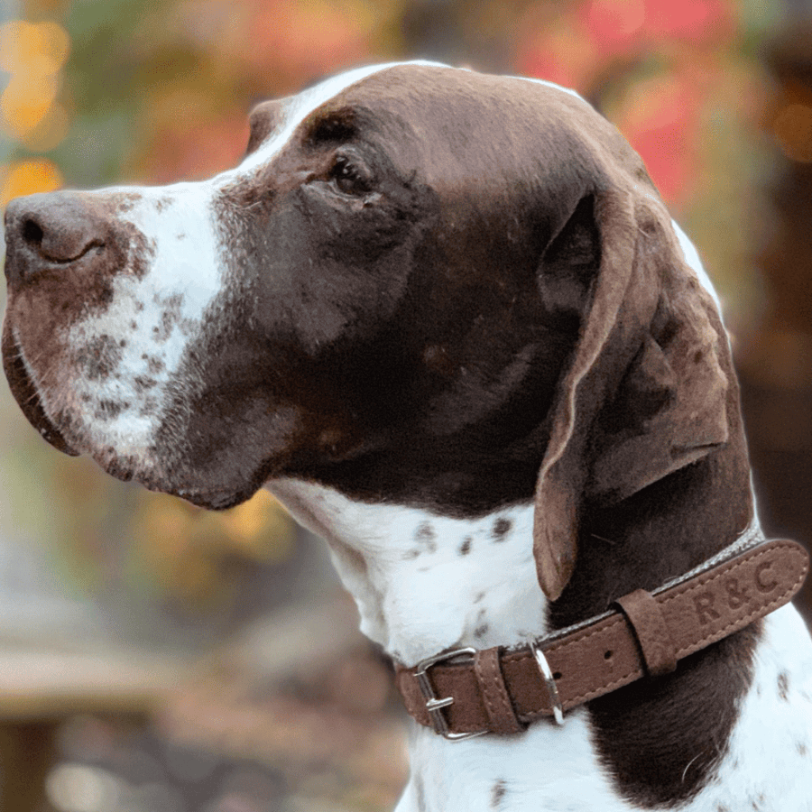 Dog wearing a collar with a blurred background